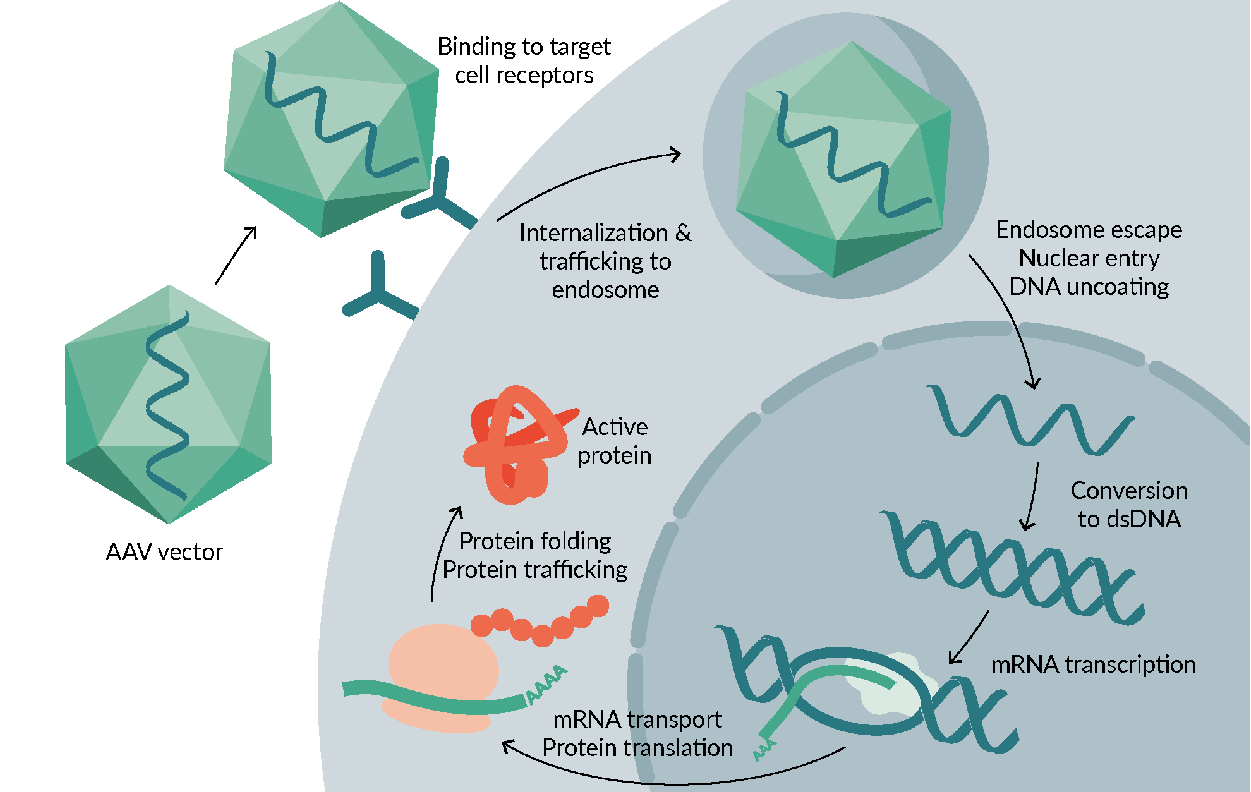 BioInsights - Analytical Technology Used in the Latest Development of