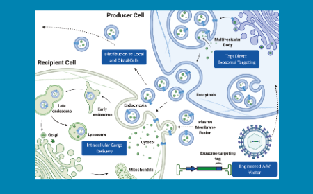 No cell left behind: engineering gene therapies for cross correction